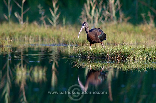 Glossy ibis (Plegadis falcinellus) - Ibis falcinelle  10729