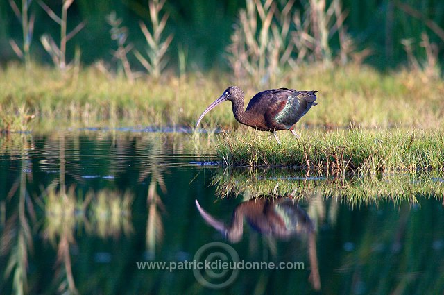 Glossy ibis (Plegadis falcinellus) - Ibis falcinelle  10730
