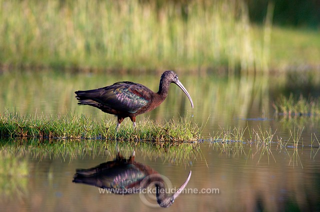 Glossy ibis (Plegadis falcinellus) - Ibis falcinelle  10731
