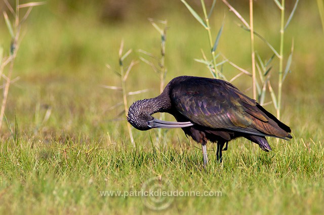 Glossy ibis (Plegadis falcinellus) - Ibis falcinelle  10732