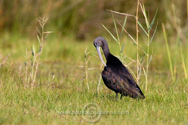 Glossy ibis (Plegadis falcinellus) - Ibis falcinelle  10733