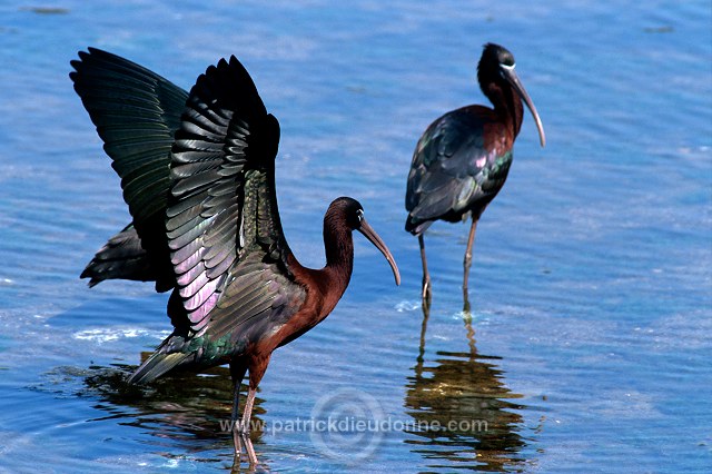 Glossy ibis (Plegadis falcinellus) - Ibis falcinelle - 20342
