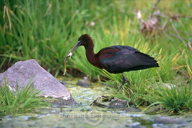 Glossy ibis (Plegadis falcinellus) - Ibis falcinelle - 20343