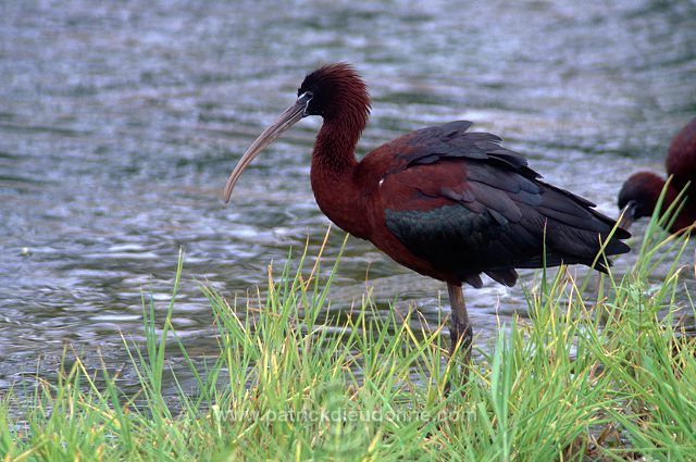 Glossy ibis (Plegadis falcinellus) - Ibis falcinelle - 20344
