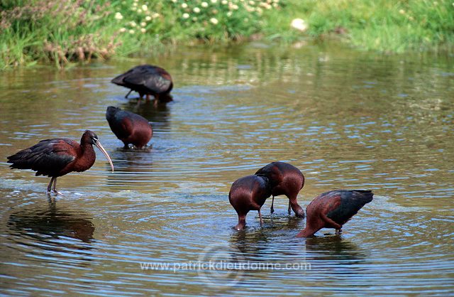 Glossy ibis (Plegadis falcinellus) - Ibis falcinelle - 20346