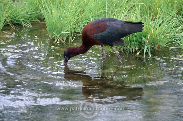 Glossy ibis (Plegadis falcinellus) - Ibis falcinelle - 20347