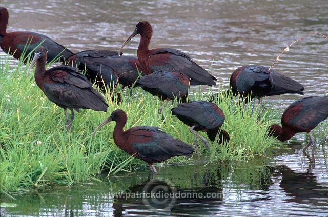 Glossy ibis (Plegadis falcinellus) - Ibis falcinelle - 20348