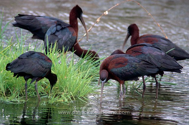 Glossy ibis (Plegadis falcinellus) - Ibis falcinelle - 20349