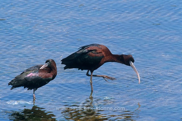 Glossy ibis (Plegadis falcinellus) - Ibis falcinelle - 20350