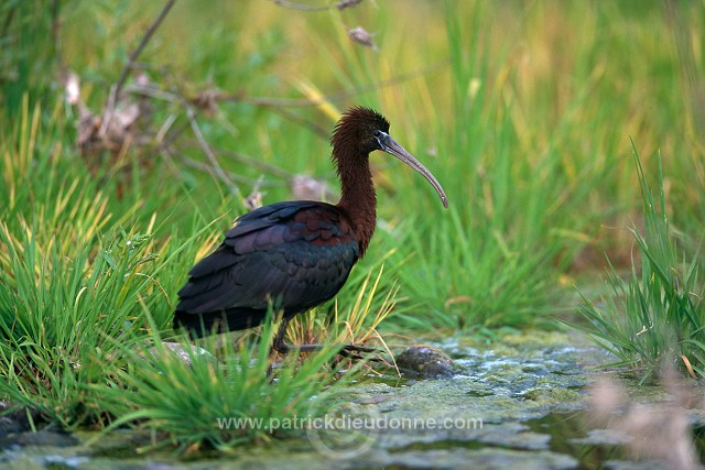 Glossy ibis (Plegadis falcinellus) - Ibis falcinelle - 20352