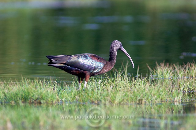 Glossy ibis (Plegadis falcinellus) - Ibis falcinelle - 20440