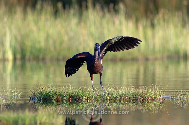 Glossy ibis (Plegadis falcinellus) - Ibis falcinelle - 20441