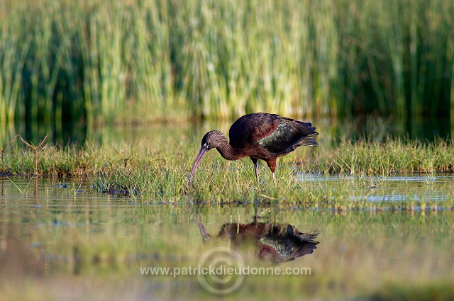 Glossy ibis (Plegadis falcinellus) - Ibis falcinelle - 20442