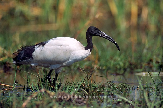 Sacred Ibis (Threskiornis aethiopicus) - Ibis sacre - 20353