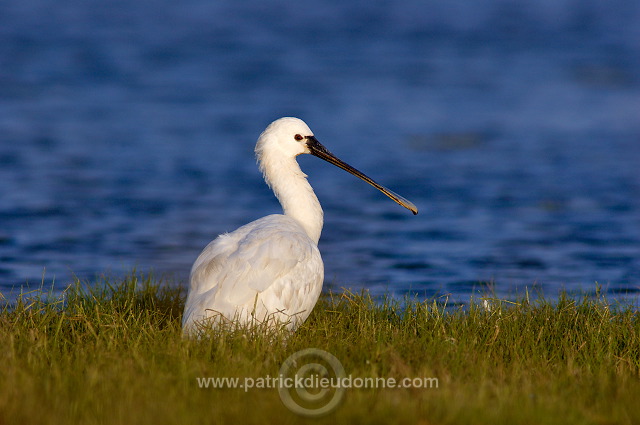 Spoonbill (Platalea leucorodia) - Spatule blanche 10818