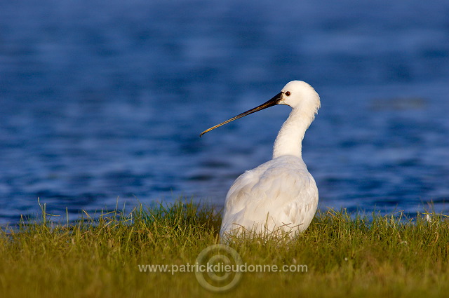 Spoonbill (Platalea leucorodia) - Spatule blanche 10819