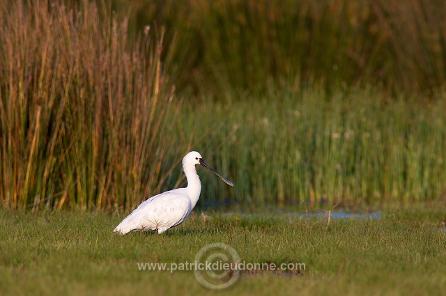 Spoonbill (Platalea leucorodia) - Spatule blanche 10820