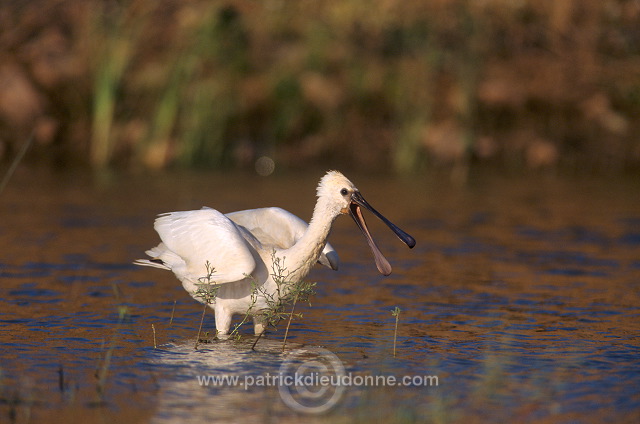 Spoonbill (Platalea leucorodia) - Spatule blanche - 20354