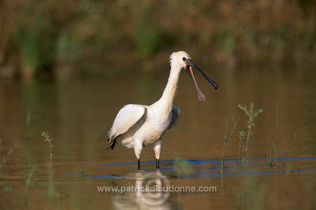 Spoonbill (Platalea leucorodia) - Spatule blanche - 20355