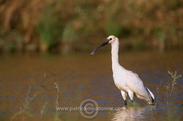 Spoonbill (Platalea leucorodia) - Spatule blanche - 20356