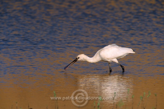 Spoonbill (Platalea leucorodia) - Spatule blanche - 20358