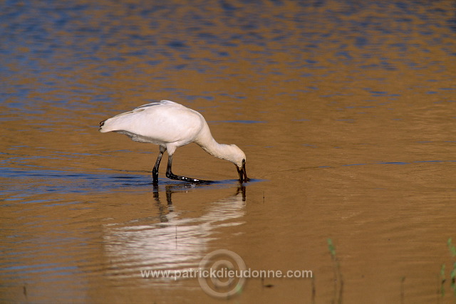 Spoonbill (Platalea leucorodia) - Spatule blanche - 20359