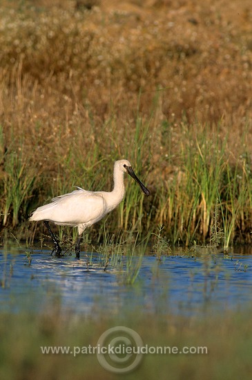 Spoonbill (Platalea leucorodia) - Spatule blanche - 20360