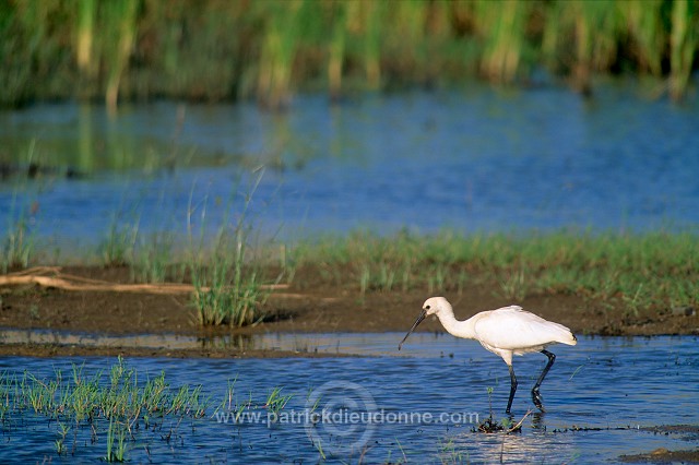 Spoonbill (Platalea leucorodia) - Spatule blanche - 20361