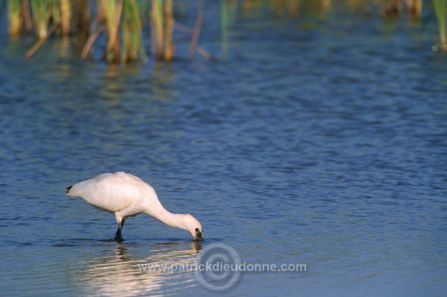 Spoonbill (Platalea leucorodia) - Spatule blanche - 20362