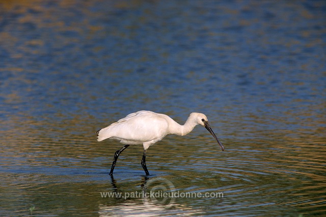 Spoonbill (Platalea leucorodia) - Spatule blanche - 20363