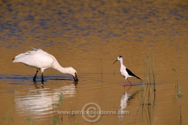 Spoonbill (Platalea leucorodia) - Spatule blanche - 20364