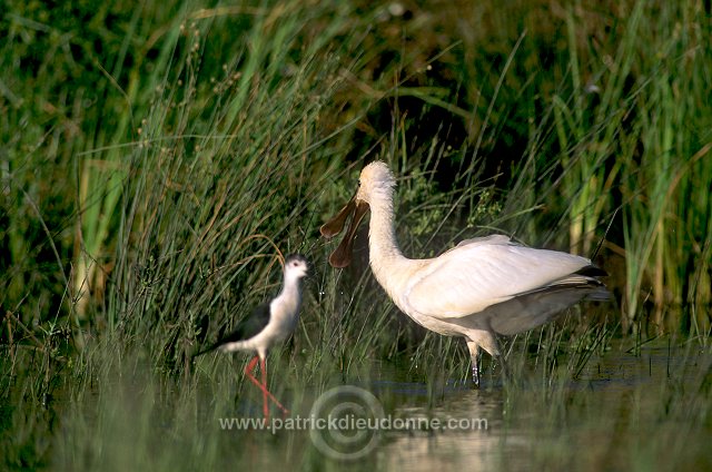 Spoonbill (Platalea leucorodia) - Spatule blanche - 20365