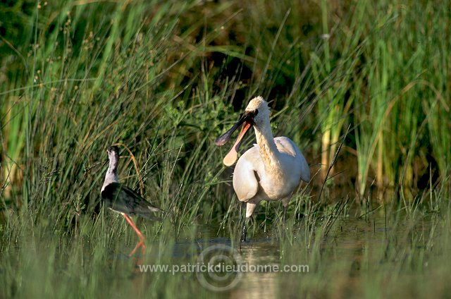 Spoonbill (Platalea leucorodia) - Spatule blanche - 20366