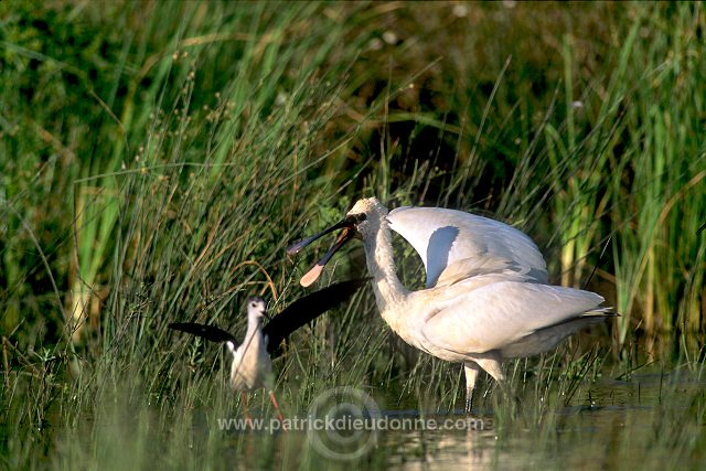 Spoonbill (Platalea leucorodia) - Spatule blanche - 20367