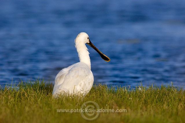 Spoonbill (Platalea leucorodia) - Spatule blanche - 20443