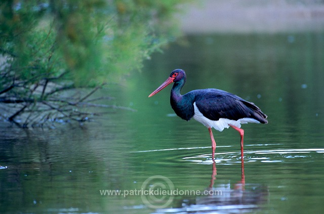 Black Stork (Ciconia nigra) - Cigogne noire - 20368