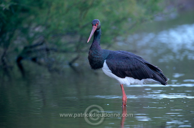 Black Stork (Ciconia nigra) - Cigogne noire - 20369