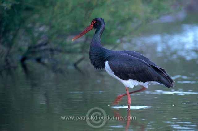 Black Stork (Ciconia nigra) - Cigogne noire - 20370