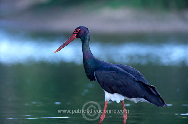 Black Stork (Ciconia nigra) - Cigogne noire - 20371