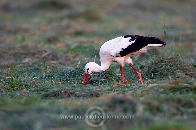 White Stork (Ciconia ciconia) - Cigogne blanche  10831