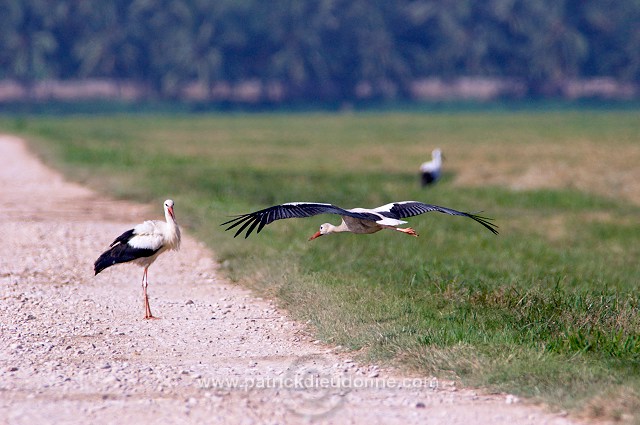 White Stork (Ciconia ciconia) - Cigogne blanche  10833