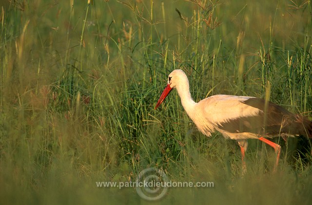 White Stork (Ciconia ciconia) - Cigogne blanche  11152
