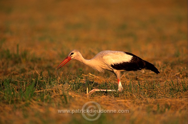 White Stork (Ciconia ciconia) - Cigogne blanche  11154