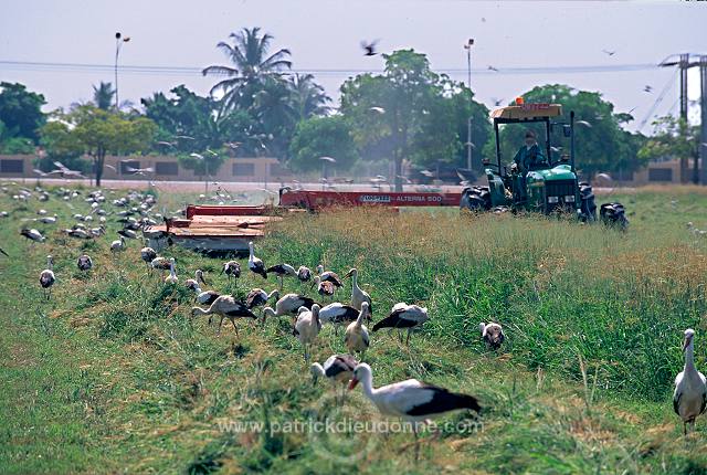 White Stork (Ciconia ciconia) - Cigogne blanche  11156