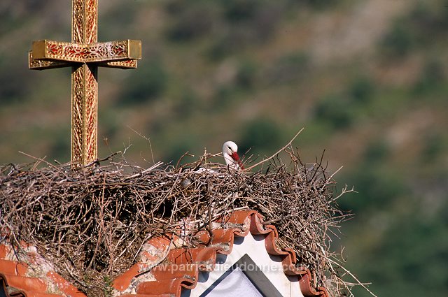 White Stork (Ciconia ciconia) - Cigogne blanche - 20372