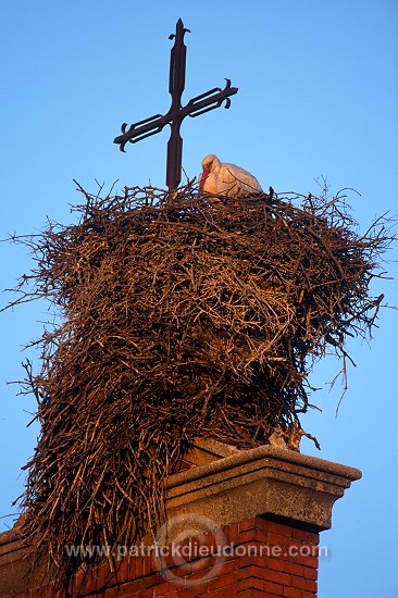 White Stork (Ciconia ciconia) - Cigogne blanche - 20377