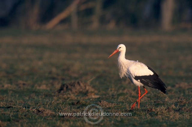 White Stork (Ciconia ciconia) - Cigogne blanche - 20379