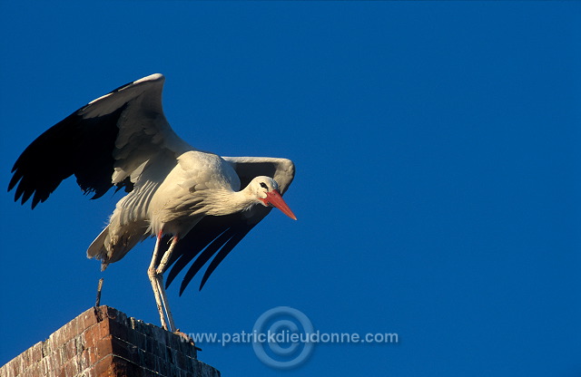 White Stork (Ciconia ciconia) - Cigogne blanche - 20380