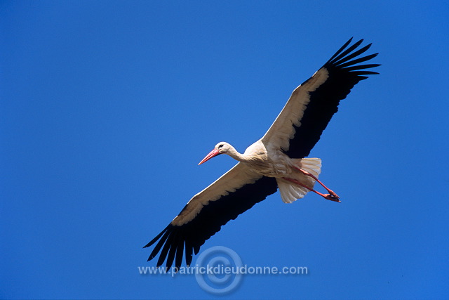 White Stork (Ciconia ciconia) - Cigogne blanche - 20381