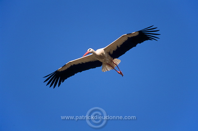 White Stork (Ciconia ciconia) - Cigogne blanche - 20382